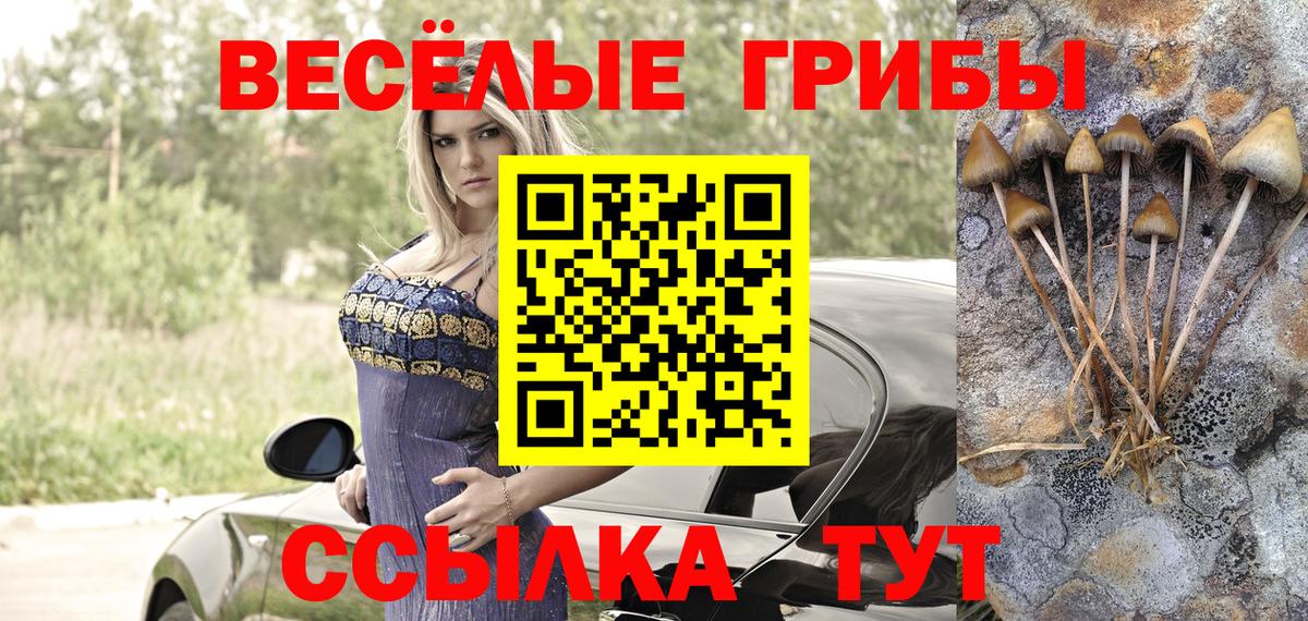 Галлюциногенные грибы Psilocybe  Вход с VPN  Ессентуки 